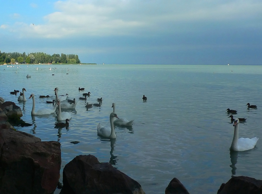 Labutě na Balatonu.jpg