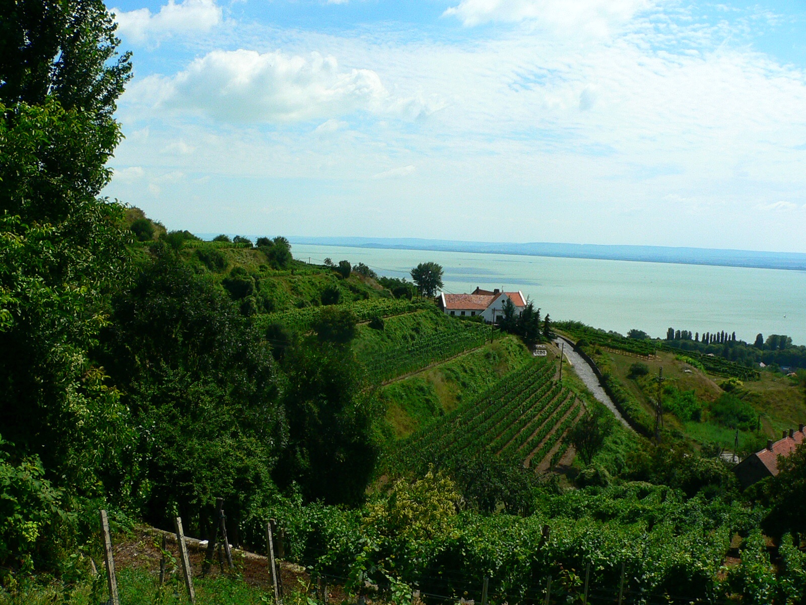 Badascony - vinice.jpg